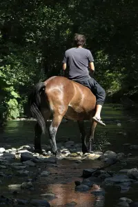 The Boy from the River Drina