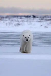 Poster to the movie "Polar Bear Country" #681576