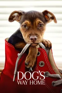 Poster to the movie "A Dog