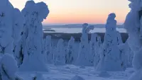 Backdrop to the movie "A Reindeer