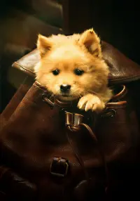 Poster to the movie "Hachiko" #557956