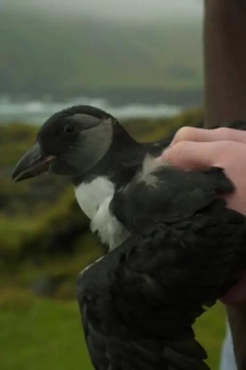 Movie poster "Puffling"