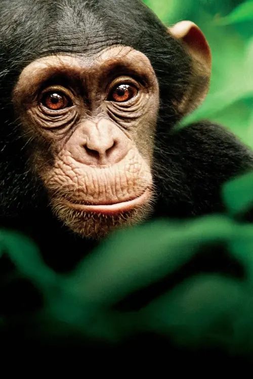 Movie poster "Chimpanzee"