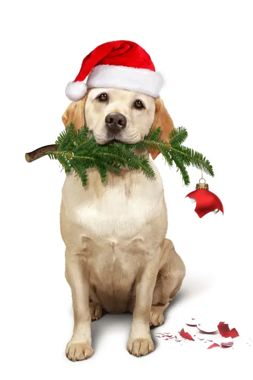 Movie poster "The Dog Who Saved Christmas"