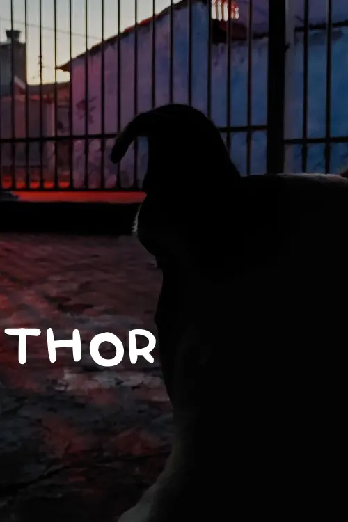 Movie poster "Thor"