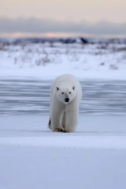 Movie poster "Polar Bear Country"