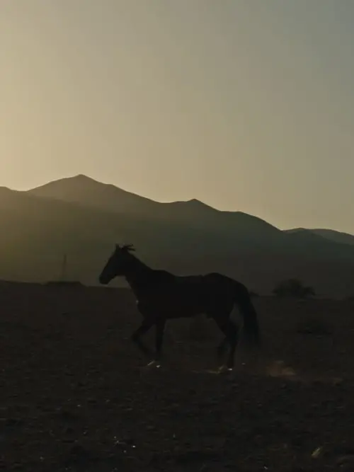 Movie poster "Pourquoi As-Tu Laissé le Cheval à sa Solitude?"