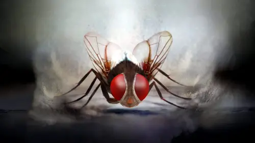 Watch film Eega | Eega Theatrical Trailer - Rajamouli, Samantha, Nani, M.M. Keeravani