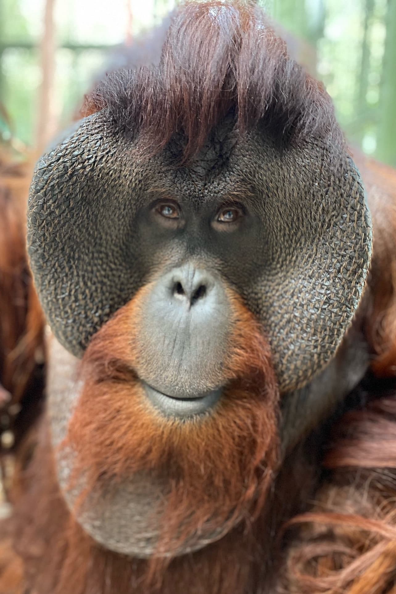 Photo Sam the Orangutan