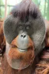 Photo Sam the Orangutan #297512