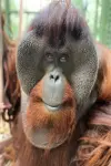 Photo Sam the Orangutan #297513