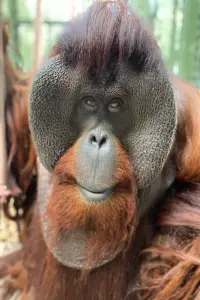 Photo Sam the Orangutan