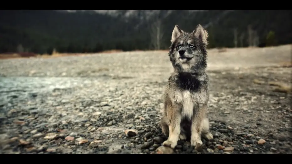 Watch film Togo | Togo - Bande Annonce [VF]