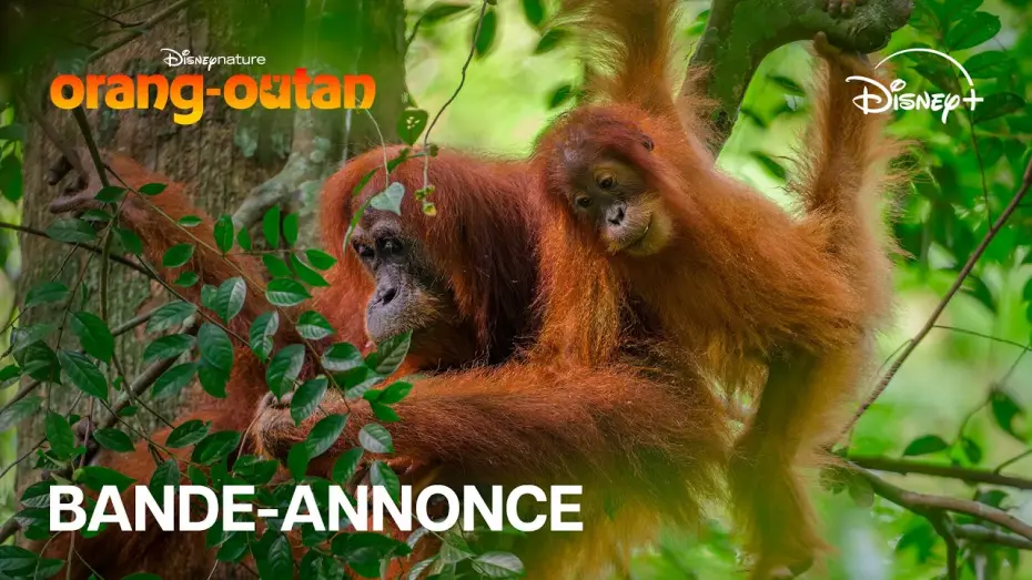 Watch film Orangutan | Orang-outan - Bande-annonce officielle (VOST) | Disney+