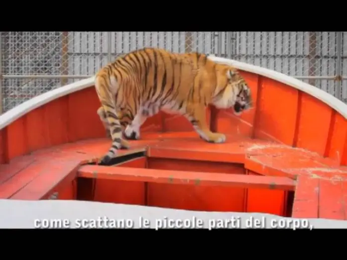 Watch film Life of Pi | Vita di Pi -  Featurette Creating Richard Parker Dal 20 Dicembre al cinema