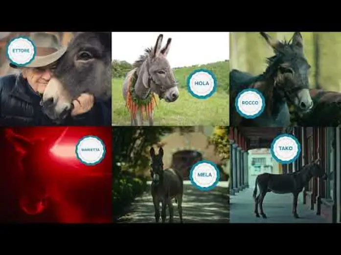 Watch film EO | Jerzy Skolimowski and Ewa Piaskowska on their six star Sardinian donkeys.