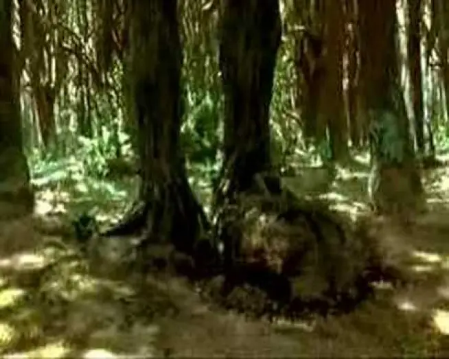 Watch film Bridge to Terabithia | Un Ponte Per Terabithia (Trailer Italiano)