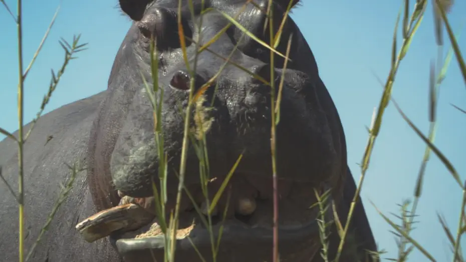 Watch film Pepe | Trailer [Subtitled]