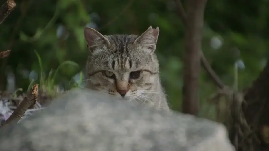 Watch film The Cats of Gokogu Shrine | Die Katzen vom Gokogu-Schrein