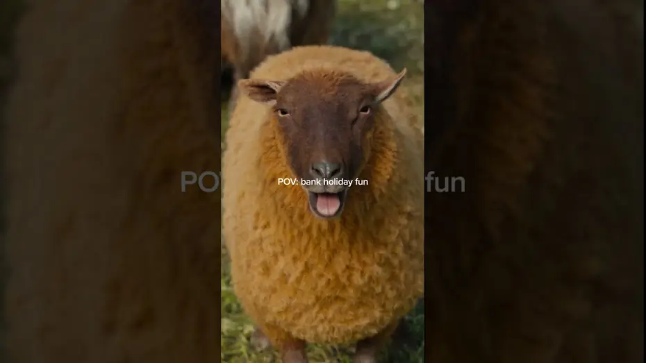 Watch film The Sheep Detectives | Who doesn't love a baa-nk holiday?
