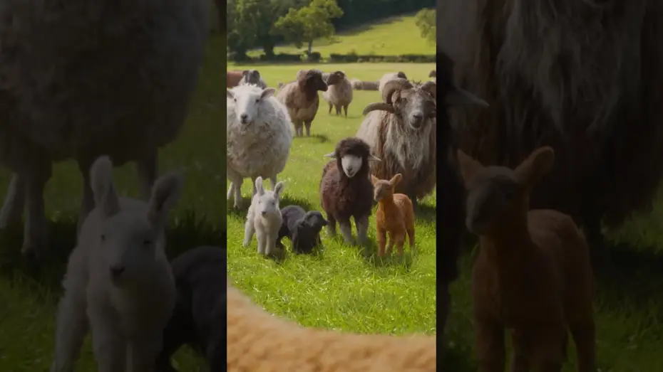 Watch film The Sheep Detectives | In cinemas May 6