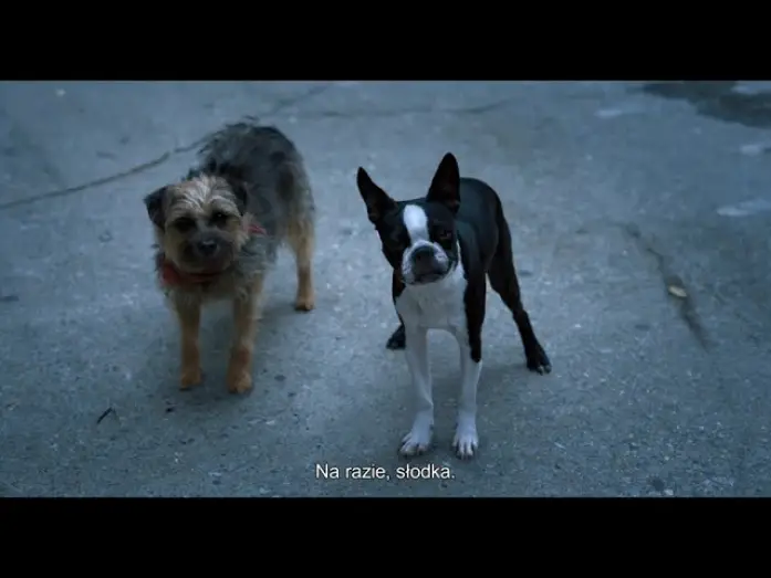 Watch film Strays | Klip z filmu