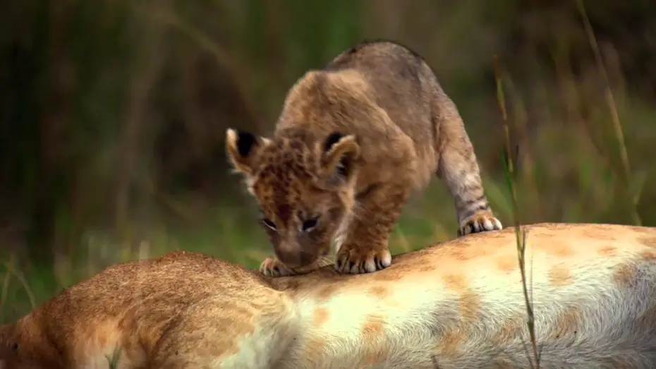 Watch film African Cats | African Cats: Official Trailer 2