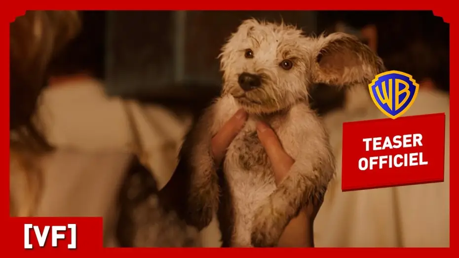 Watch film Supergirl | Supergirl | Teaser Krypto (VF) | Milly Alcock, Jason Momoa