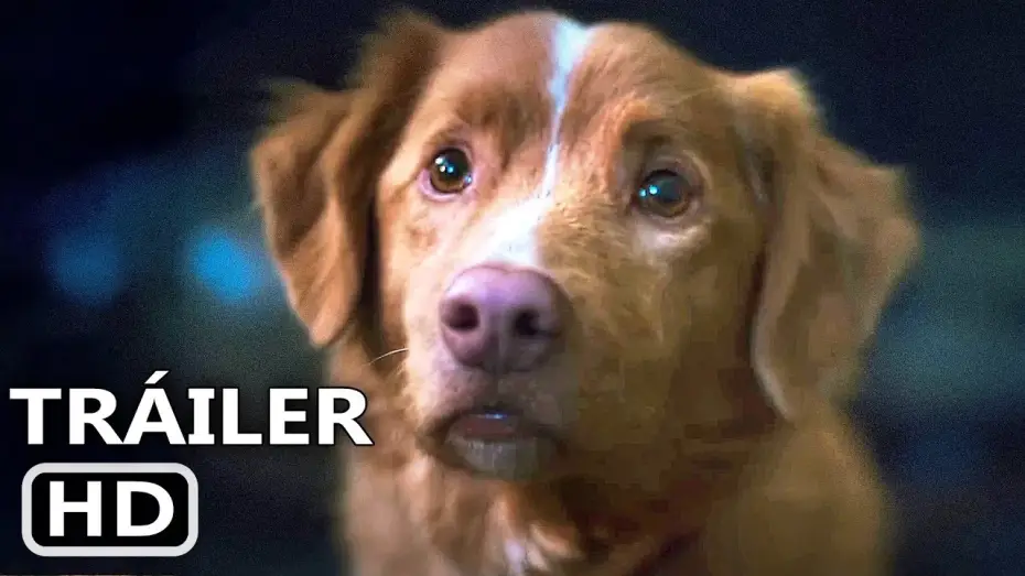 Watch film Good Boy | GOOD BOY Tr&aacute;iler Espa&ntilde;ol Subtitulado (2025) Terror