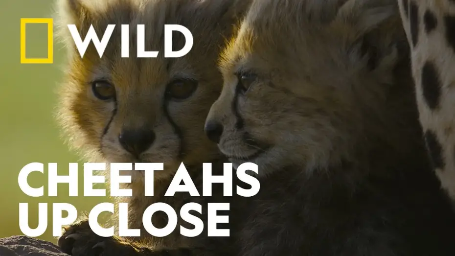 Watch film Cheetahs Up Close with Bertie Gregory | Trailer
