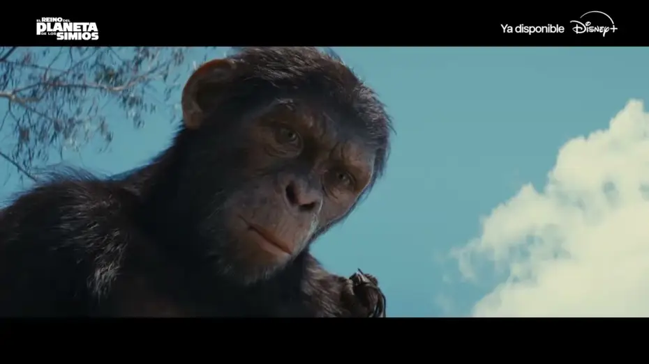 Watch film Kingdom of the Planet of the Apes | Ya disponible en Disney+