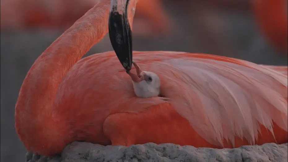 Watch film Flamingos: Life After the Meteorite | Flamingos - Trailer