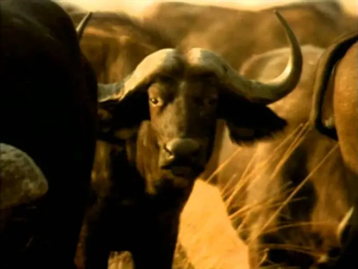 Watch film Whispers: An Elephant's Tale | Whispers: An Elephant's Tale