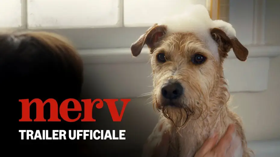 Watch film Merv | Merv | Trailer Ufficiale | Prime Video