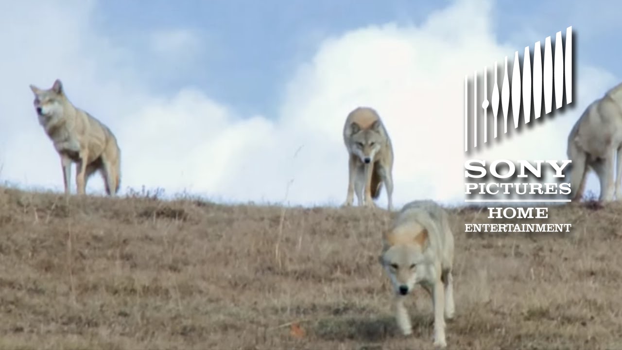 Watch film Wolf Totem | Wolf Totem - On Blu-ray 12/15!