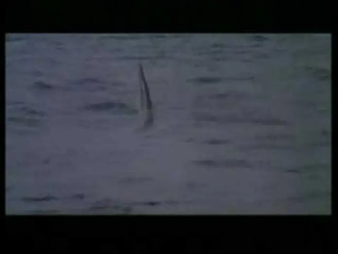 Watch film Cruel Jaws | CRUEL JAWS (1995) Trailer