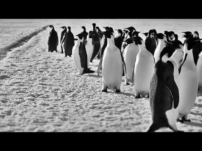 Watch film Antarctica Calling | R&Uuml;CKKEHR ZUM LAND DER PINGUINE | Trailer deutsch german [HD]