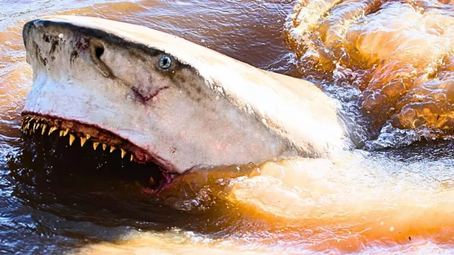 Watch film Fear Below | UK Trailer