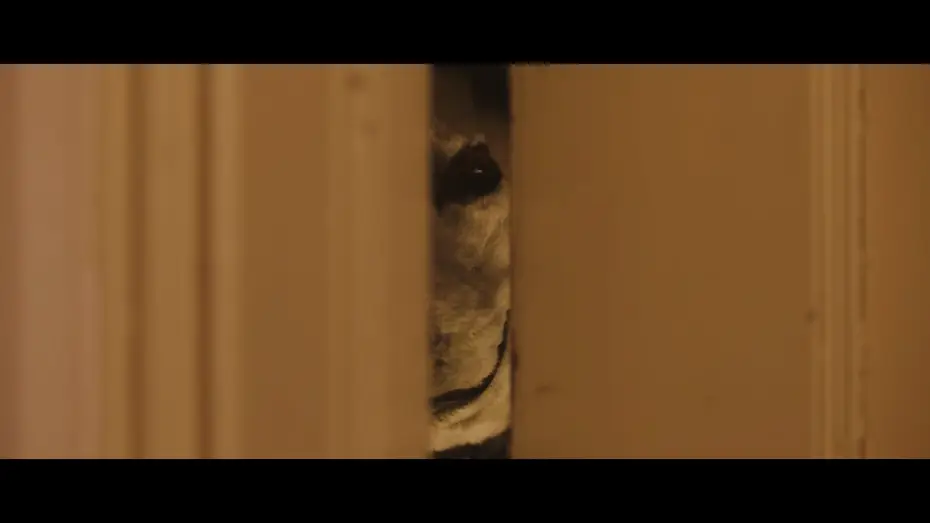 Watch film Good Boy | Oficjalny polski zwiastun