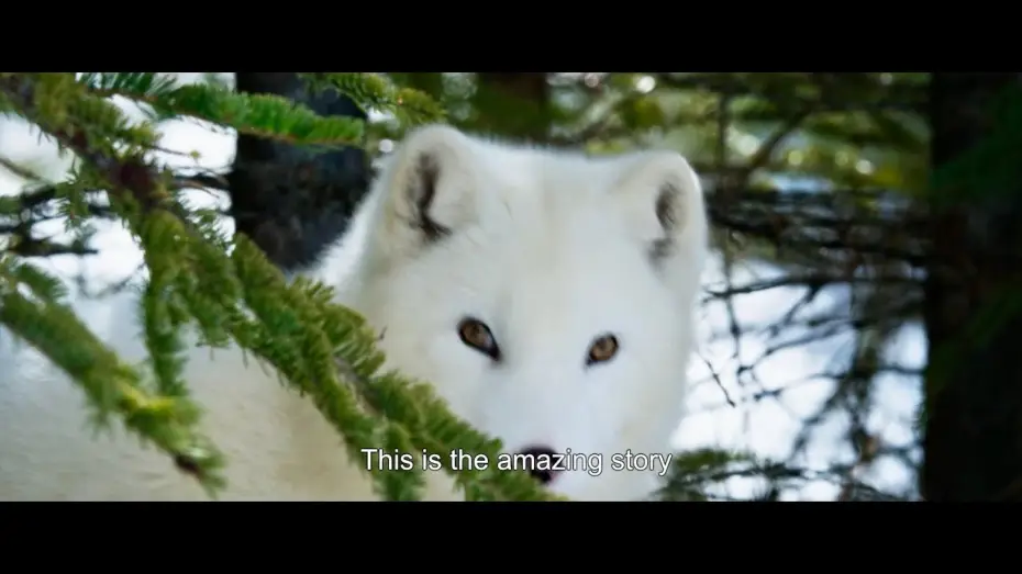 Watch film Kina & Yuk : renards de la banquise | Trailer [Subtitled]