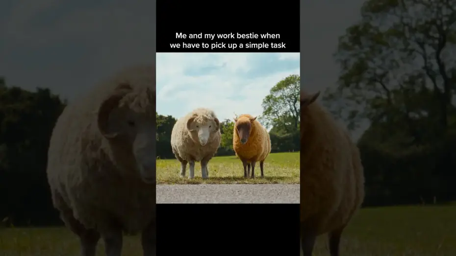 Watch film The Sheep Detectives | Everything is a two person job.