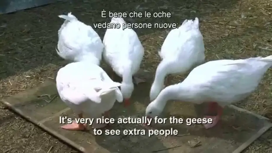 Watch film Cinderella | Cenerentola - Addrestare le oche - Pod dal film | HD