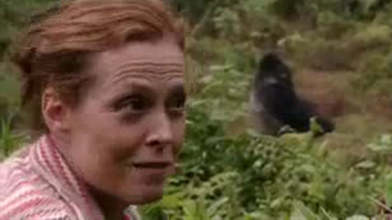 Watch film Gorillas in the Mist | Sigourney Weaver Reunites with the Gorillas from 'Gorillas in the Mist'