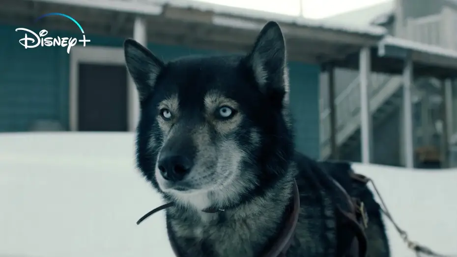 Watch film Togo | Togo: Una Grande Amicizia - Trailer Ufficiale | Dal 24 Marzo in streaming su Disney+