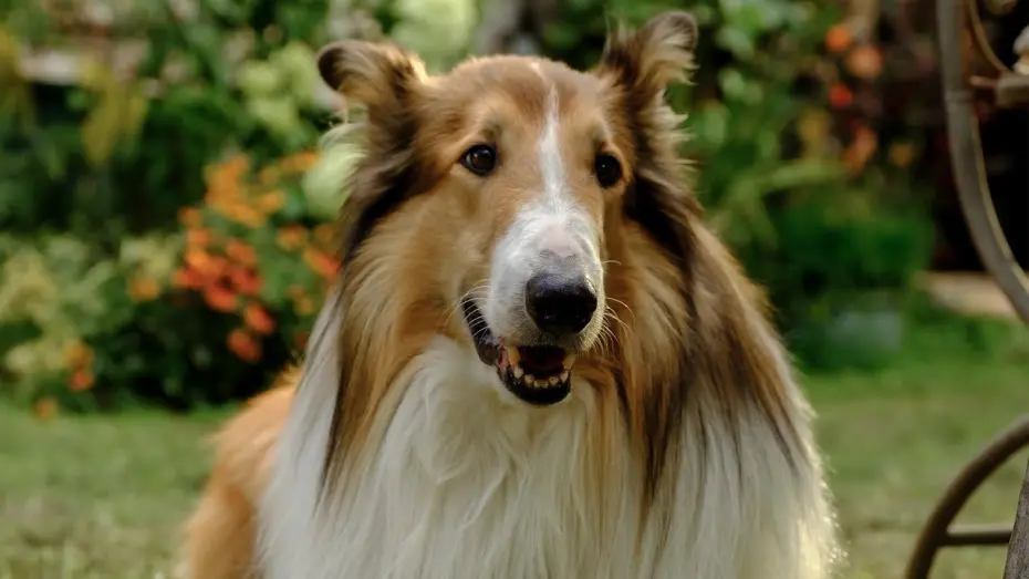 Watch film Lassie: A New Adventure | Trailer [Dubbed]