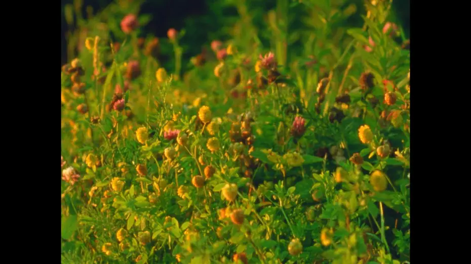 Watch film Small Mountains | Small Mountains (16mm, trailer)