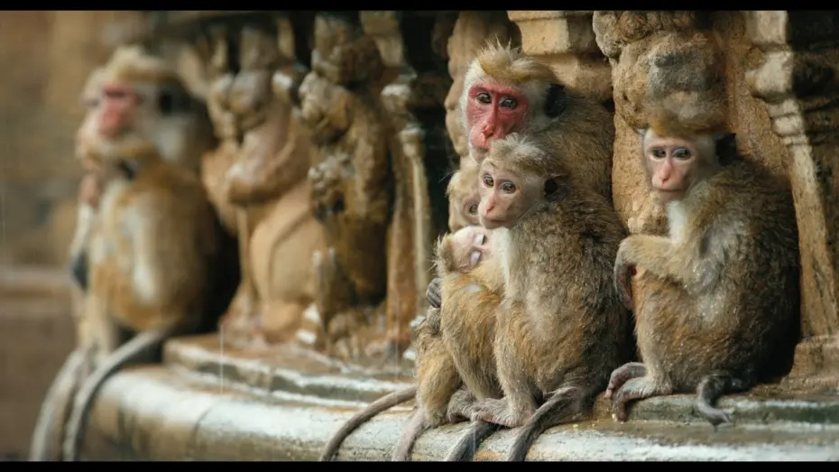 Watch film Monkey Kingdom | Disneynature