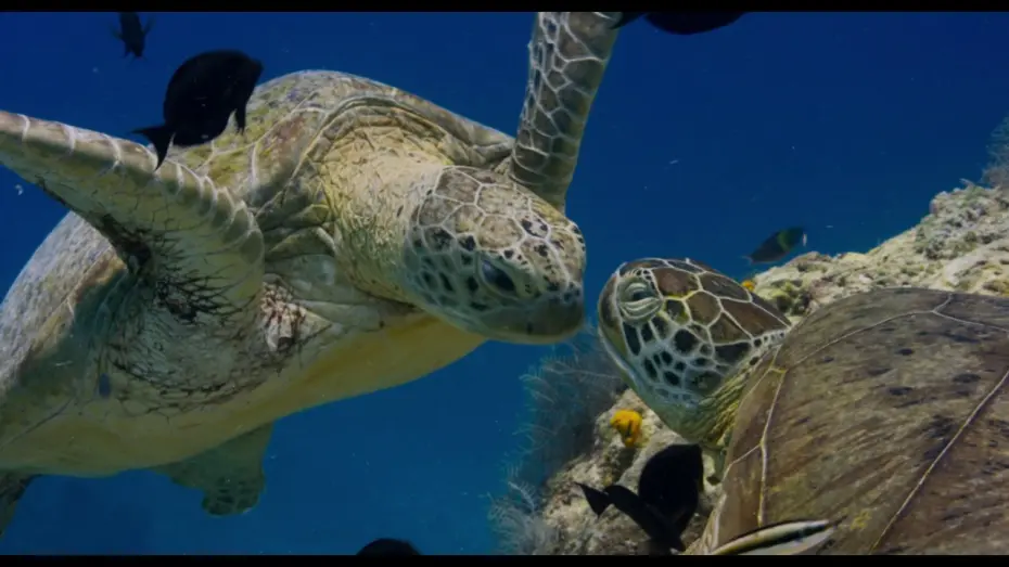 Watch film Dolphin Reef | Disneynature