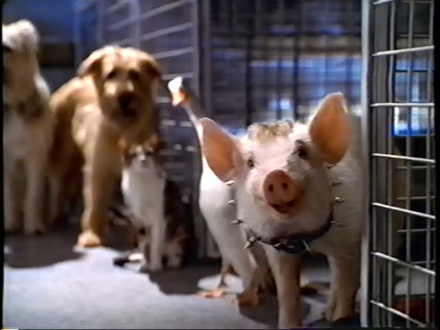 Watch film Babe: Pig in the City | Babe - Pig in the City (1998) Teaser (VHS Capture)