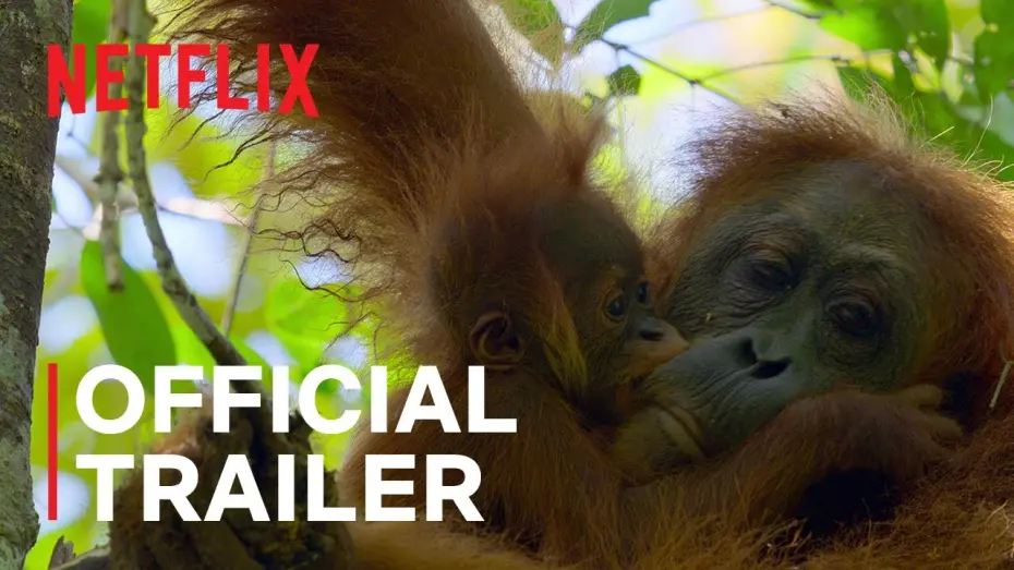 Watch film Secret Lives of Orangutans | Official Trailer